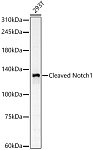 Western blot - Cleaved Notch1 Rabbit pAb (A22674)