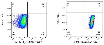 Flow CytoMetry - ABflo® 647 Rabbit anti-Human CAR/CXADR mAb (A22696)