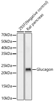Glucagon Rabbit mAb