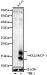 Western blot - CCL2/MCP-1 Rabbit mAb (A22744)
