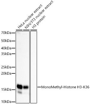 MonoMethyl-Histone H3-K36 Rabbit mAb