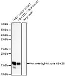 Western blot - MonoMethyl-Histone H3-K36 Rabbit mAb (A22863)