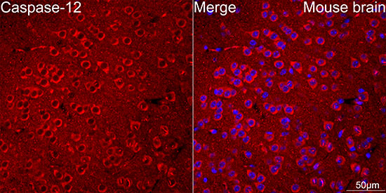 Caspase-12 Rabbit mAb