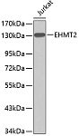 Western blot - EHMT2 Rabbit pAb (A2295)