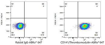 Western blot - CD141/Thrombomodulin Rabbit PolymAb® (A22989)