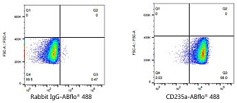 Flow CytoMetry - ABflo® 488 Rabbit anti-Human CD235a/Glycophorin A mAb (A23014)