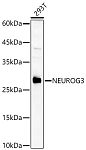 Western blot - NEUROG3 Rabbit pAb (A23064)