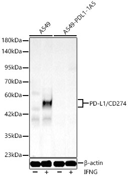 [KO Validated] PD-L1/CD274 Rabbit PolymAb®
