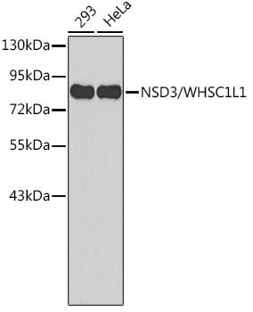 NSD3/WHSC1L1 Rabbit pAb