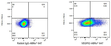 Flow CytoMetry - ABflo® 647 Rabbit anti-Human VEGFR2/CD309 mAb (A23357)