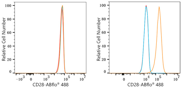 ABflo® 488 Rabbit anti-Human CD28 mAb