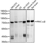 Western blot - PRKC α/β Rabbit pAb (A23439)