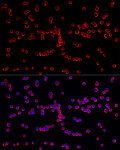 Immunofluorescence - IL4 Rabbit mAb (A23451)