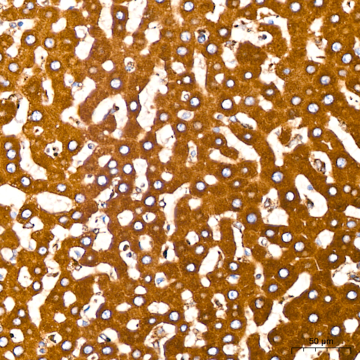 BiP/GRP78 Rabbit mAb