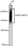Western blot - MRP1/ABCC1 Rabbit mAb (A23471)