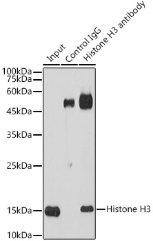 Histone H3 Rabbit pAb
