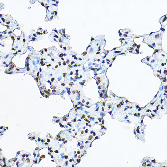 Histone H3 Rabbit pAb