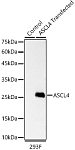 Western blot - ASCL4 Rabbit mAb (A23548)