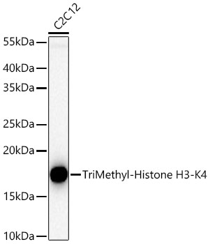 TriMethyl-Histone H3-K4 Rabbit pAb