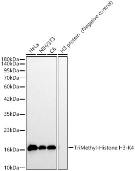 TriMethyl-Histone H3-K4 Rabbit pAb