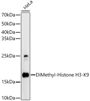 DiMethyl-Histone H3-K9 Rabbit pAb