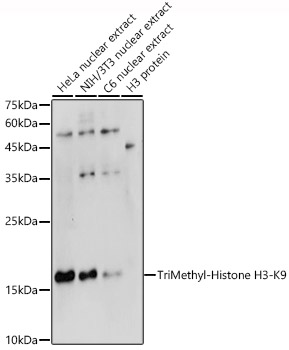 TriMethyl-Histone H3-K9 Rabbit pAb