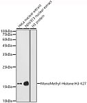 Western blot - MonoMethyl-Histone H3-K27 Rabbit pAb (A2361)