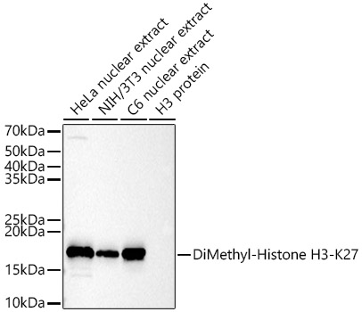 DiMethyl-Histone H3-K27 Rabbit pAb