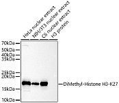 Western blot - DiMethyl-Histone H3-K27 Rabbit pAb (A2362)