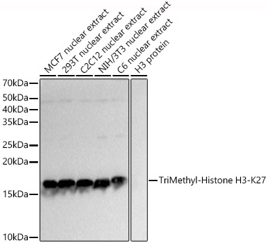 TriMethyl-Histone H3-K27 Rabbit pAb