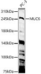 Western blot - MUC6 Rabbit pAb (A23645)