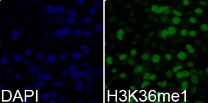 ABclonal:Immunofluorescence - MonoMethyl-Histone H3-K36 Rabbit pAb (A2364)}