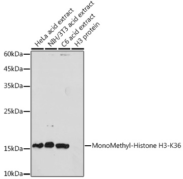 ABclonal:Western blot - MonoMethyl-Histone H3-K36 Rabbit pAb (A2364)}