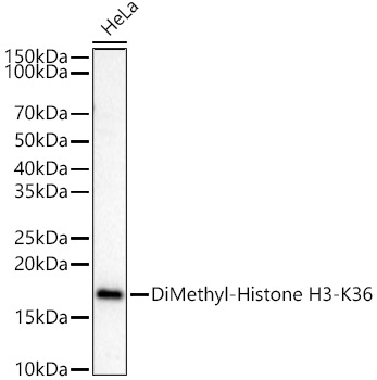 DiMethyl-Histone H3-K36 Rabbit pAb