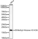 Western blot - DiMethyl-Histone H3-K36 Rabbit pAb (A2365)