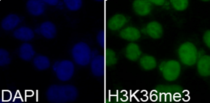 TriMethyl-Histone H3-K36 Rabbit pAb