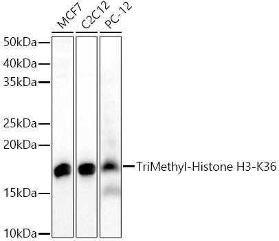 TriMethyl-Histone H3-K36 Rabbit pAb