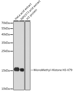 MonoMethyl-Histone H3-K79 Rabbit pAb