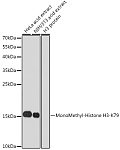 Western blot - MonoMethyl-Histone H3-K79 Rabbit pAb (A2367)