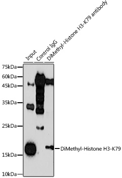 DiMethyl-Histone H3-K79 Rabbit pAb