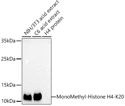 MonoMethyl-Histone H4-K20 Rabbit pAb