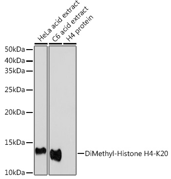 DiMethyl-Histone H4-K20 Rabbit pAb