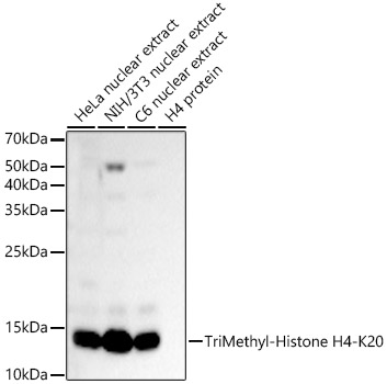 TriMethyl-Histone H4-K20 Rabbit pAb