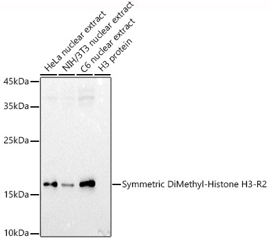 Symmetric DiMethyl-Histone H3-R2 Rabbit pAb