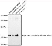 Western blot - Symmetric DiMethyl-Histone H3-R2 Rabbit pAb (A2373)