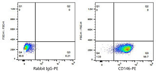 Flow CytoMetry - PE Rabbit anti-Human CD146 mAb (A23748)