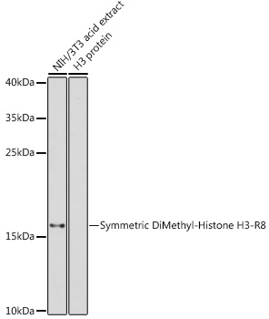 Symmetric DiMethyl-Histone H3-R8 Rabbit pAb
