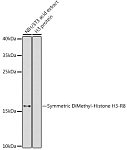 Western blot - Symmetric DiMethyl-Histone H3-R8 Rabbit pAb (A2374)
