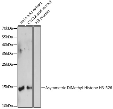 Asymmetric DiMethyl-Histone H3-R26 Rabbit pAb