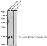 Western blot - Asymmetric DiMethyl-Histone H3-R26 Rabbit pAb (A2375)